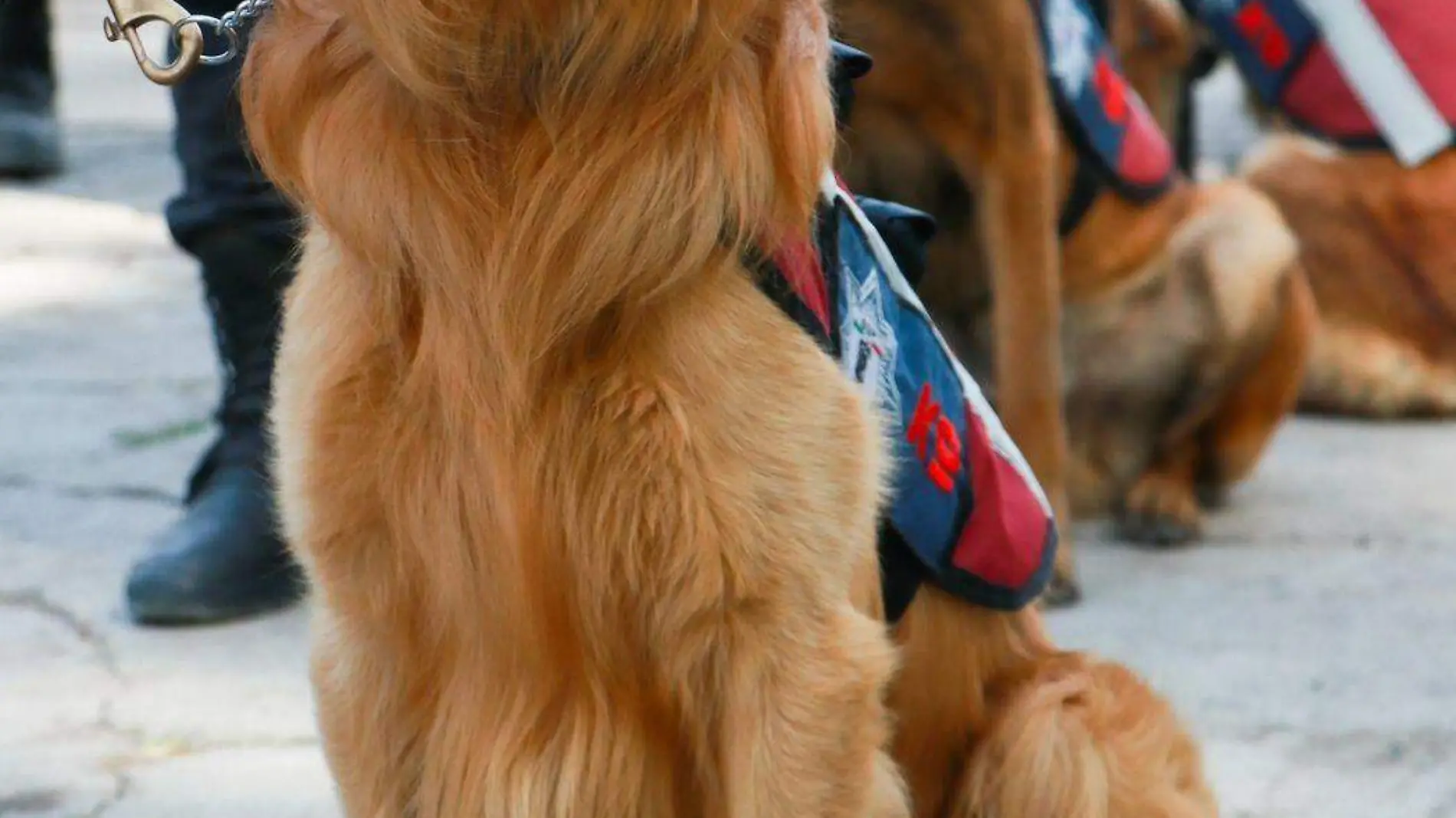 ¿Qué drogas detectan los perros policía?